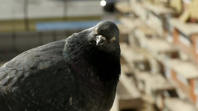 pigeon with orange eyes close-up