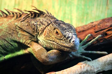 iguana on a tree