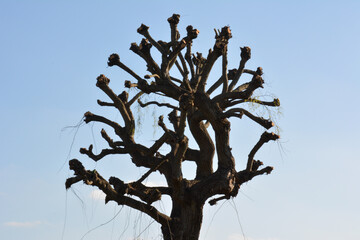 denuded tree branches against blue sky