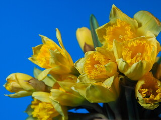 Daffodils on a blue background. Bouquet of yellow flowers. Spring flowers