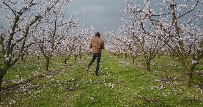 Dolly shot, follow an urban wear man in a spring flowering orchard