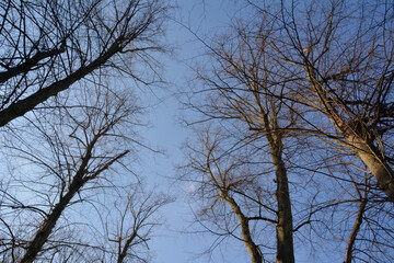 trees and sky
