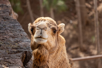 Obraz premium Camel watching. Portrait of a camel. Dromedary in the zoo. 