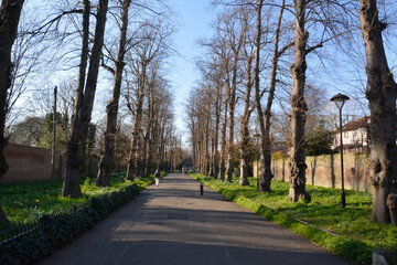 Fototapeta na wymiar Tree lined path in the park