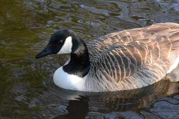 canadian goose swimming