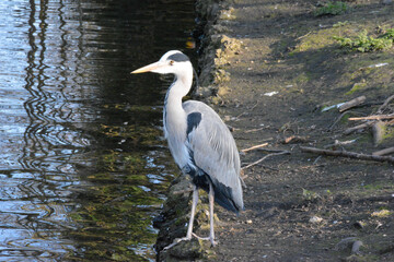 great blue heron