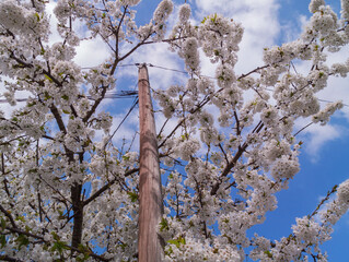 White flowers Blossom Tree. Blue sky background. Spring landscape. 