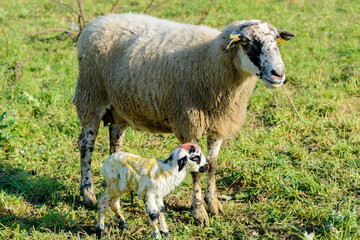 Newborn sheep in the field