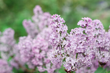 Blooming tender lilac, violet blue flower closeup at springtime, beautiful natural background with pastel romantic color