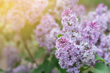 Fototapeta na wymiar Blooming tender lilac, defocus violet blue flower closeup at spring sunlight, blurred background, pastel romantic color