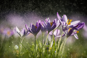 Blumen im Regen