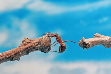 An ant tries to move to another branch against the blue sky. In relation to the ant, even a very small twig looks like a thick log.