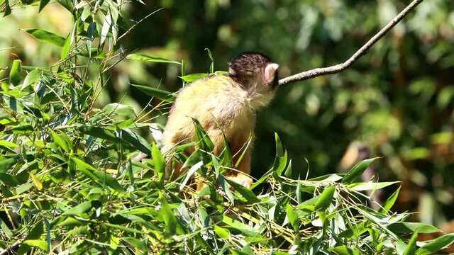 Squirrel Monkey in a tree, Saimiri Sciureus, 
