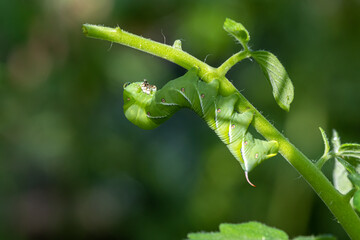 close up of green leaves with an rustic sphinx larve