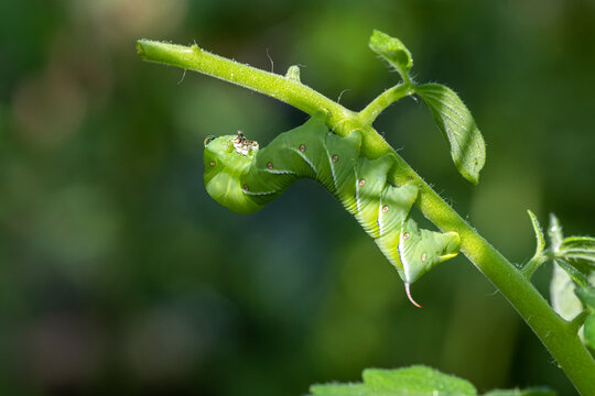 close up of green leaves with an rustic sphinx larve