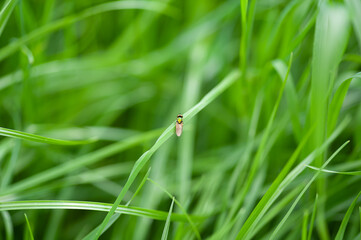 Cute little fly on green grass