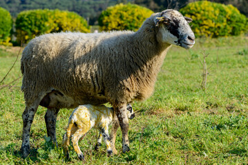 Newborn sheep in the field