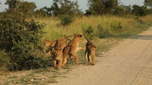 Wide shot of five lion cubs playing in the road in beautiful morning light, Greater Kruger.