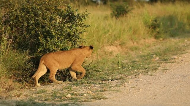 A young lion cub stalking around a bush towards its sibling in beautiful morning light, Greater Kruger.