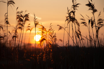 beautiful sunset sundown in grassland - obrazy, fototapety, plakaty