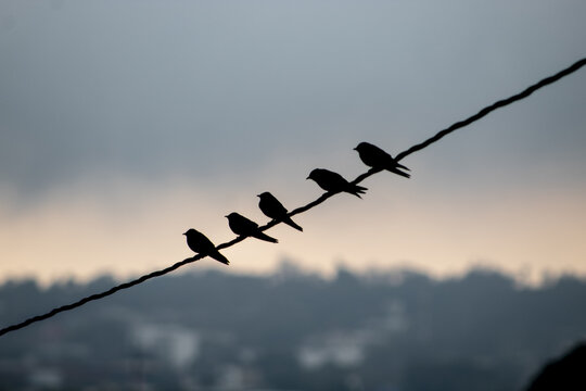 Aves sobre cableado en el atardecer.