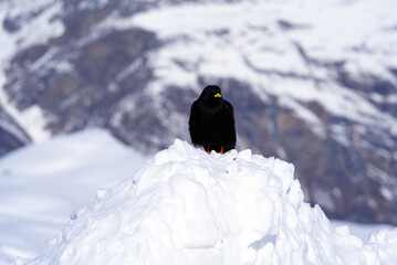 Mountain jackdaw at railway station Gornergrat, Zermatt, Switzerland.