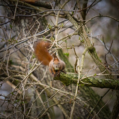Naklejka na ściany i meble Squirrel ready to jump off a branch