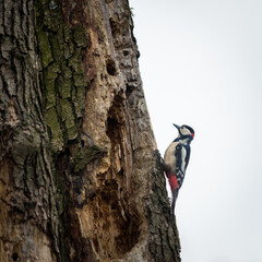 Multi coloured woodpecker on a tree trunk