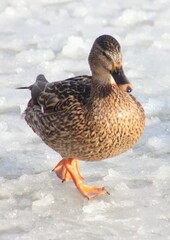 Thick brown duck walking on ice, waterfowl, wintering on the lake