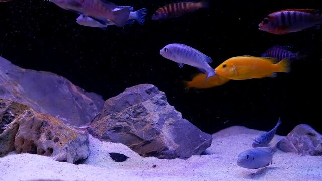 aggressive mbuna cichlids from African Rift lake Malawi, different color mix in community aquarium, play and show natural behaviour in low light stone design