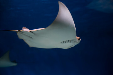 cownose ray swimming in the water,  fish underwater in the aquarium