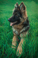 german shepherd puppy