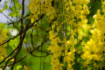 Yellow flower hanging on the tree