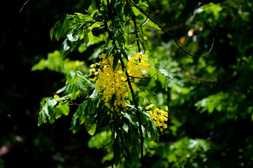 Yellow flower hanging on the tree