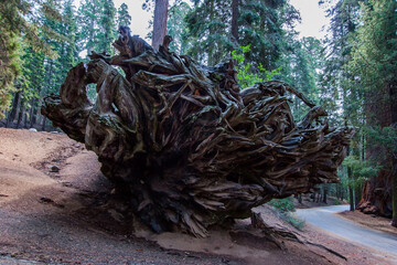 The roots of a giant sequoia