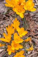 Yellow crocus flowers blooming in empty garden in spring