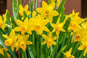 Closeup of yellow and orange daffodils blooming in spring