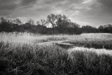 reed beds under dark sky