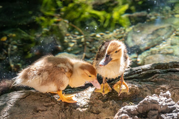 Cute little ducklings standing in a lake coast