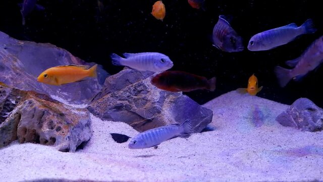 aggressive and healthy shoal of mbuna cichlids from African Rift lake Malawi play and show natural behaviour in dark stone design sale aquarium, bright colour mix