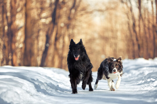 Border collie dogs and belgian shepherd dog for a walk in the park in winter