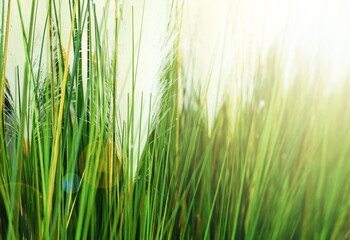 grass flower - soft focus grass flower with sunligh.	
