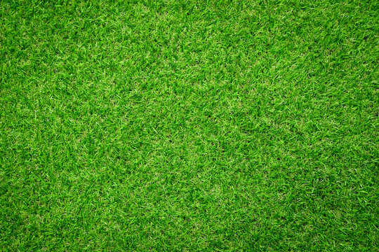 Green grass texture background Top view of bright grass garden. Idea concept used for making green backdrop.