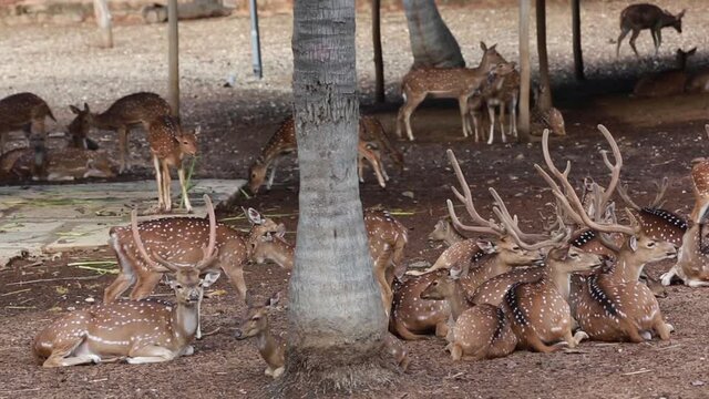 Spotted Deer Herd resting. Winter Wildlife Landscape With Herd Of Deer (Axis axis). Deer With Large Branched Horns On The Background of sub-tropical forest.