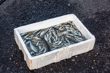 Fresh fish, angler's catch in a bucket