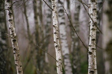 Birken Wald im frühe Frühling mit schwarzer und weißer Borke im Detail