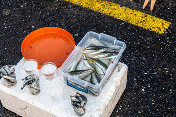 Fresh fish, angler's catch in a bucket