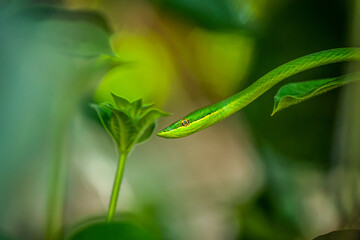 green snake in the garden