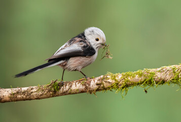 Long tailed tit also known as bushtit (Aegithalos caudatus)