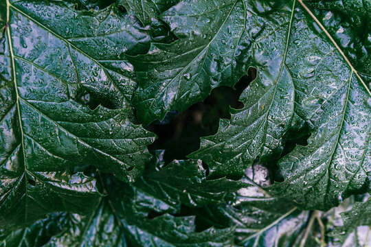 Closeup of plant with large green leaves with dew drops and veins growing in forest for natural background